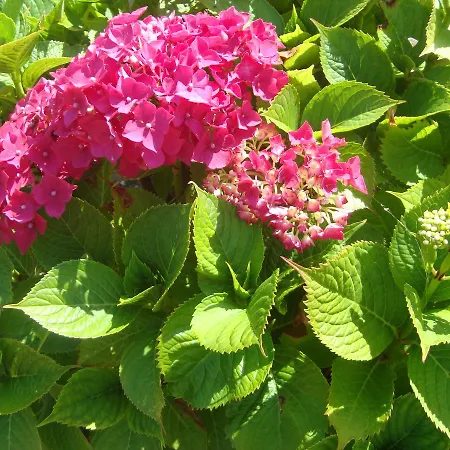 לינה וארוחת בוקר La Maison Claire 3*